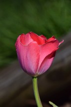 Pink Tulip with water droplets