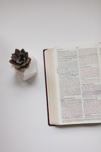 succulent plant and open Bible 