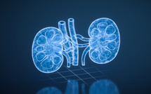 Kidney with blue technology structure, 3d rendering.