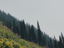 meadow and trees on a mountain slope 
