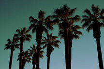 a row of palm trees at sunset 