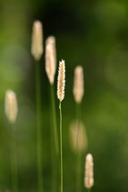 fuzzy tops of tall grasses 