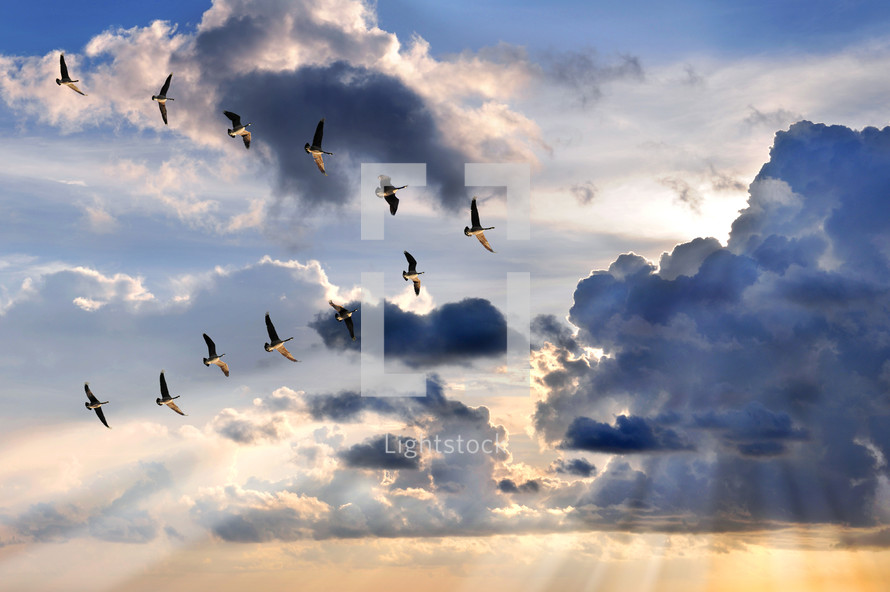 birds flying in formation through stormy clouds