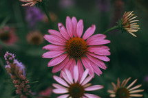 pink wildflower 