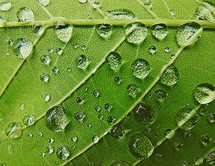 rain drops on a green leaf 