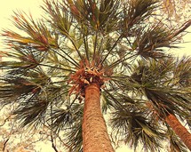 Looking up at a palm tree.