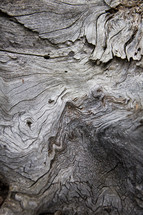 Weathered gray tree trunk.
