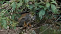 Squirrel Monke in natural habitat