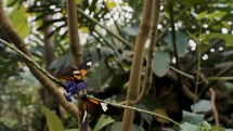 Butterflies In Wild Rainforest Habitat. 