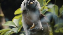 Front View Of A Cotton-Top Tamarin Eating Fruit In The Forest. medium shot