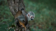 A Squirrel Monkey Resting On A Tree In The Forest - close up	