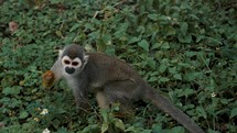 Squirrel Monkey Foraging In A Tropical Forest - wide shot	