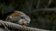 Squirrel Monkey Sitting On A Rope And Looking Down. wide	