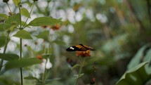 Close up shot of butterfly sitting above the yellow flower in the forest.
