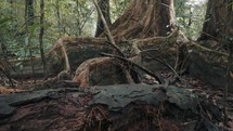Rainforest Tree Roots With Dense Foliage On Summer. Tilt-Up	