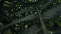 Dark Green Foliage In A Tropical Jungle - rack focus	