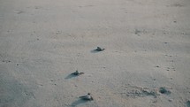 Group of baby turtles hatching walking towards the ocean in Mexico, Puerto Escondido	