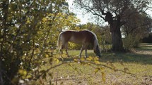 Beautiful brown and blonde horse enjoying his time in a field in Abruzzo 