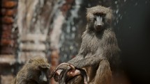 Family Of Baboons Sitting Near Water Fountain In A Zoo - closeup	