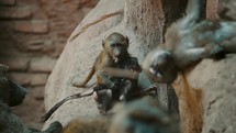 Family Of Young Baboons On Rocks In The Forest At Daytime. slow mo	