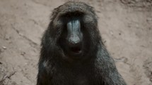 Close Up Of A Chewing Baboon - slow motion	