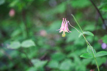 pink spring wildflowers in a forest 