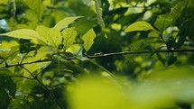 Tropical insects in the rainforest jungle of Costa Rica