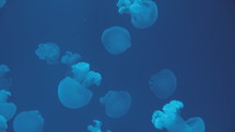 Jellyfish in blue ocean