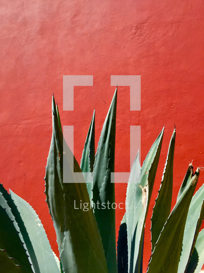 agave plant against a red wall 