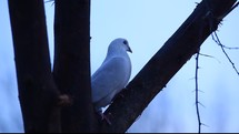 a white pigeon in a tree 