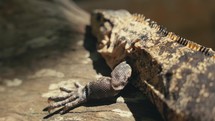 Large lizards in the rainforest jungle of a tropical country 