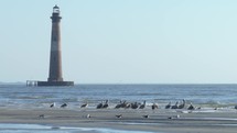 Pelicans and seagulls on the beaches of South Carolina during sunrise