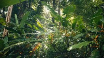 Tropical trees and plant life in the rainforest jungles of Costa Rica