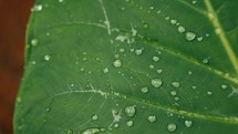 Tropical trees and plant life in the rainforest jungles of Costa Rica