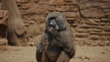 An Adorable Baboon Sitting And Eating - close up	