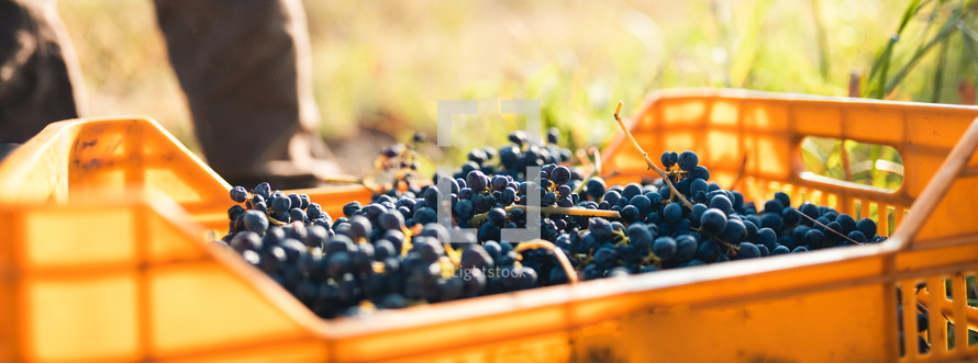 Box full of grapes harvested for wine