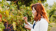 Agronomist does the swab test on the grapes before the harvest the vineyards