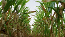 Corn Rows in Field of Crops