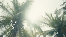 Tropical trees and plant life in the rainforest jungles of Costa Rica