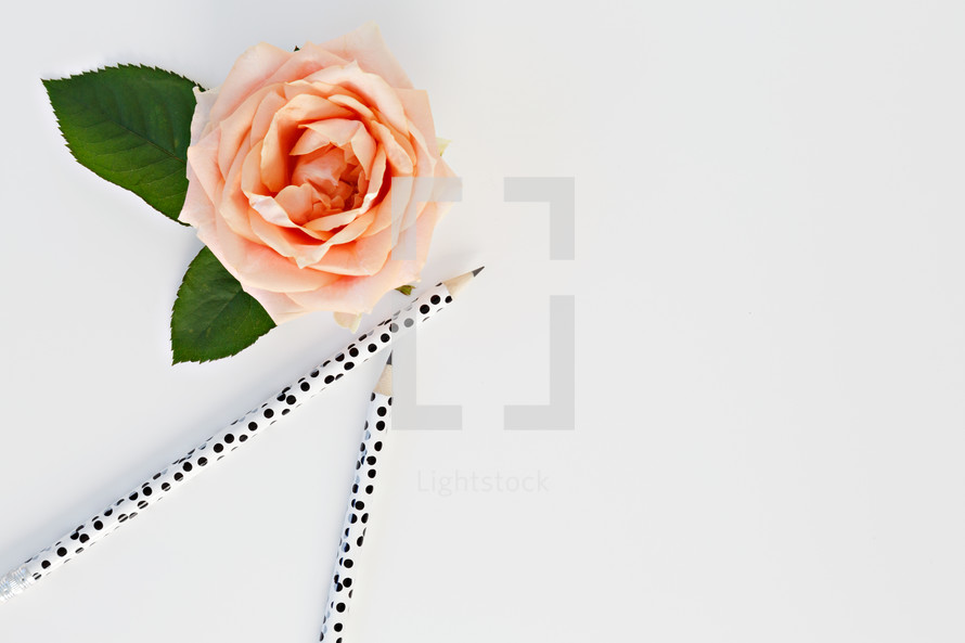 pencils and peach rose on a white desk 