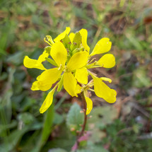 Small Yellow Charlock Mustard Flowers in the Spring Garden