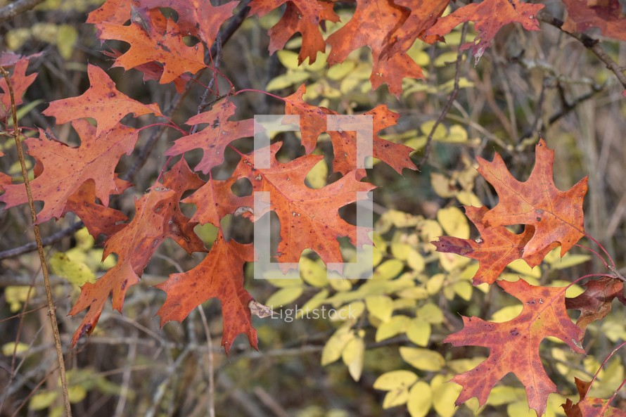 Fall leaves from different trees