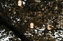 lanterns hanging in branches 