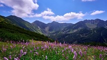 Pink flowers on mountain meadow under alpine mountains in summer time. Timelapse