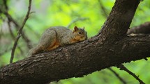 Fox Squirrel Resting on Tree Branch in Texas