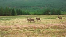 Wild red deer in slow motion in the Scottish Highlands.