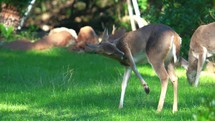 Whitetail Deer Cleaning Itself.