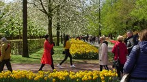 tourists visiting a tulip garden in Amsterdam 