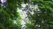 Serene Forest With Green Lush Trees In Springtime. Low Angle Shot