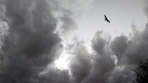 A soaring eagle soars above gathering storm clouds effortlessly showing no fear of the coming storm.  